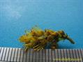 Azara petiolaris